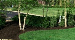 The Hows and Whys of Mulching
